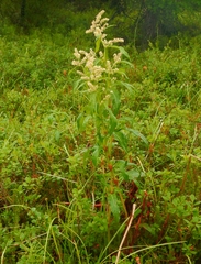 Koenigia tripterocarpa