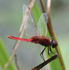 Urothemis signata insignata
