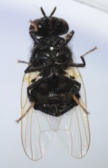 Lonchaea