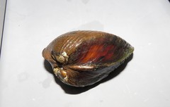 Castalia ambigua