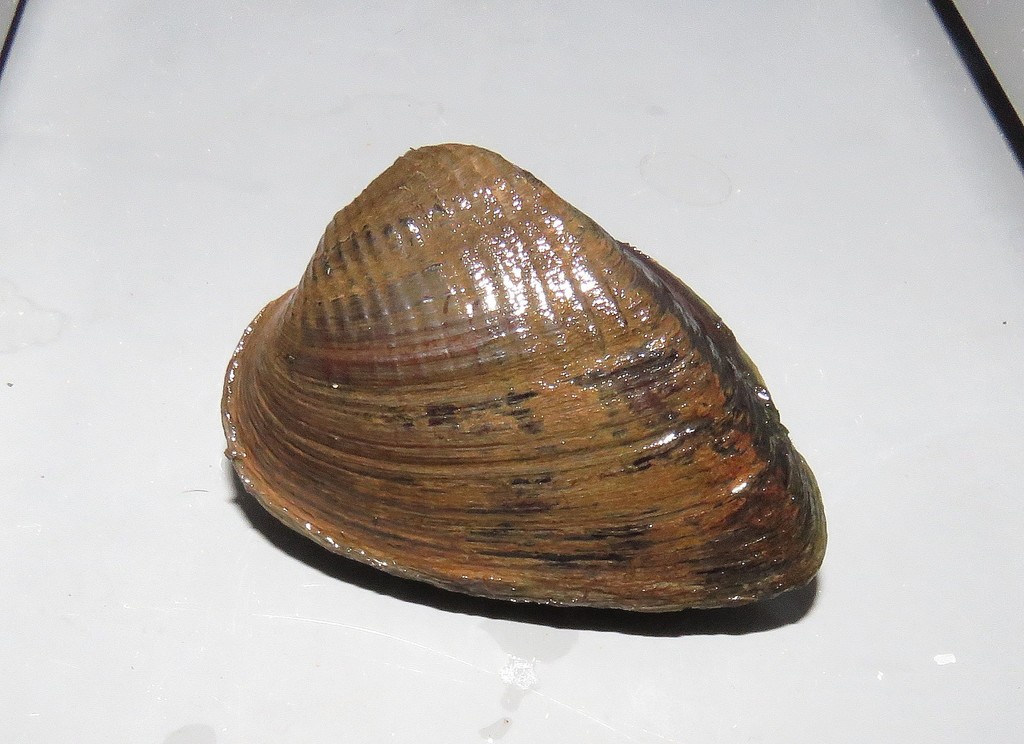 Castalia ambigua