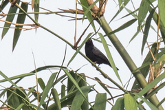 Nigrita canicapillus