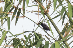 Nigrita canicapillus