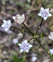 Alepidea capensis