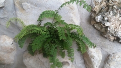 Adiantum