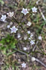 Alepidea capensis