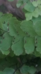 Adiantum
