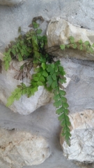 Adiantum