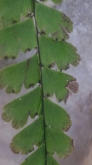 Adiantum