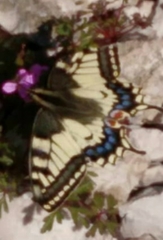 Papilio machaon
