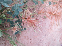 Eragrostis patens