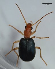 Brachinus
