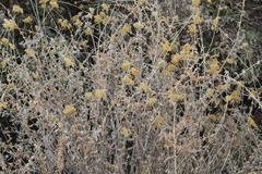 Flaveria chlorifolia