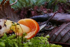 Hygrocybe quieta