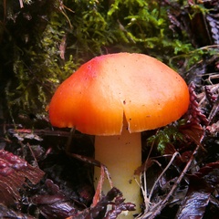 Hygrocybe quieta