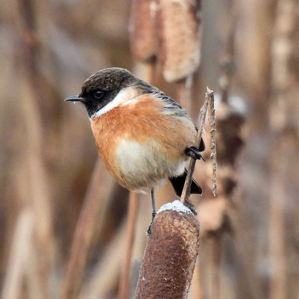 Saxicola rubicola from Hucclecote CP, Gloucester, England, GB on 2020년 12월 29일 (화) at 10:34 오전 by Caroline Quinn... 