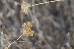 Flaveria chlorifolia