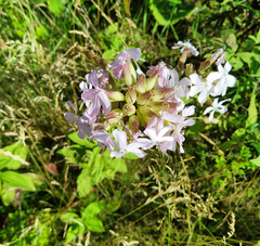 Saponaria officinalis