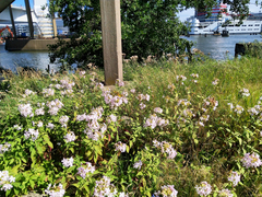 Saponaria officinalis