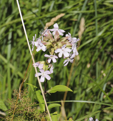 Saponaria officinalis