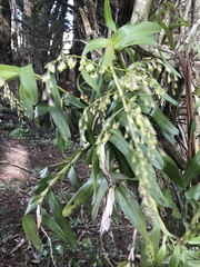 Epidendrum excisum