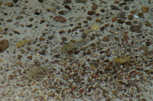 Julimes Pupfish