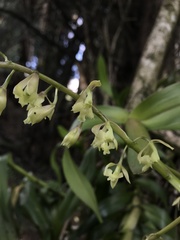 Epidendrum excisum