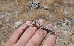 Bolivaria brachyptera