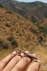 Bolivaria brachyptera