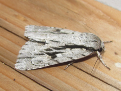 Acronicta texana