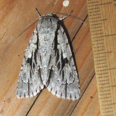 Acronicta texana