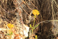 Flaveria chlorifolia