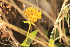 Flaveria chlorifolia