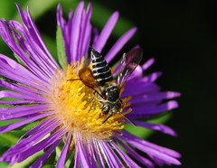 Boreocoelioxys