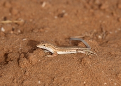 Acanthodactylus aureus