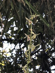 Epidendrum moritzii