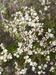 Platysace heterophylla