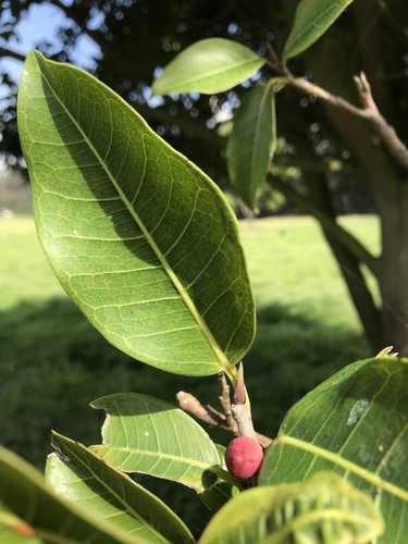 Nonepotting: Ficus soatensis should be repotted every 2-3 years in the spring. (Ficus soatensis)