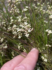 Platysace heterophylla