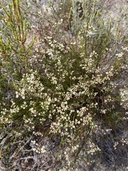 Platysace heterophylla
