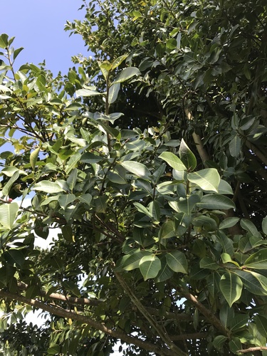Ficus soatensis, photograph 2
