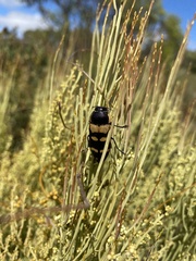 Temognatha mitchellii