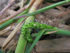 Sacciolepis africana