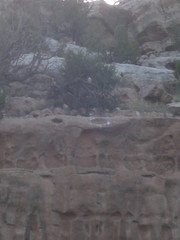 Falco peregrinus anatum