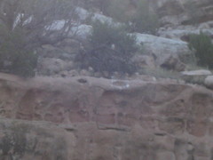 Falco peregrinus anatum