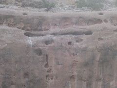 Falco peregrinus anatum