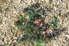 Petrosedum amplexicaule