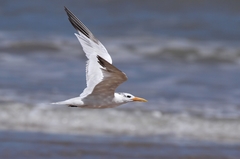 West African Crested Tern photo 2