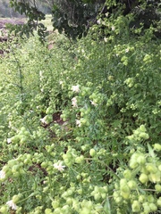 Moscharia pinnatifida