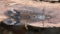 Glenoleon pulchellus